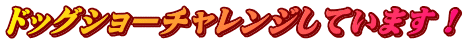 ドッグショーチャレンジしています!